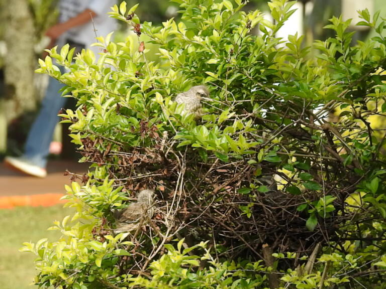 Fofos e mal humorados: ninho de sabiás muda a rotina do campus de Cascavel