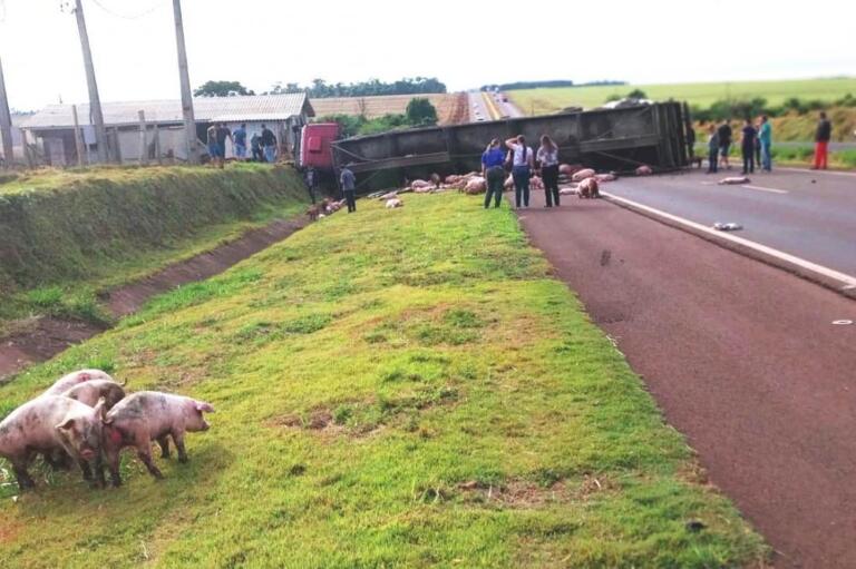 Caminhão com suínos tomba e interrompe tráfego na BR-163