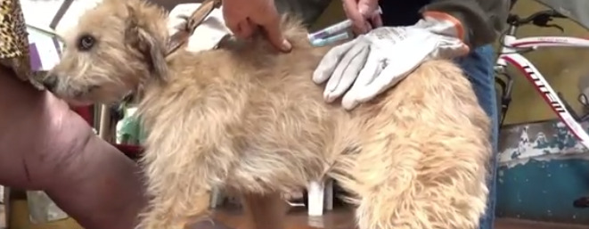 Mais de 600 doses de vacinas contra raiva foram aplicadas em Cascavel