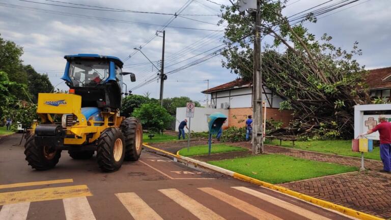 Seringueira que foi ao chão após ventos fortes é removida do Hospital Dr. Cruzatti