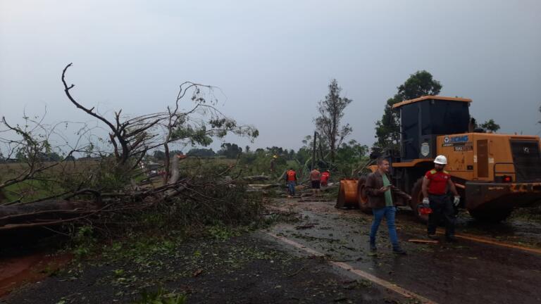 Ventos fortes derrubam árvores sobre rodovias da região