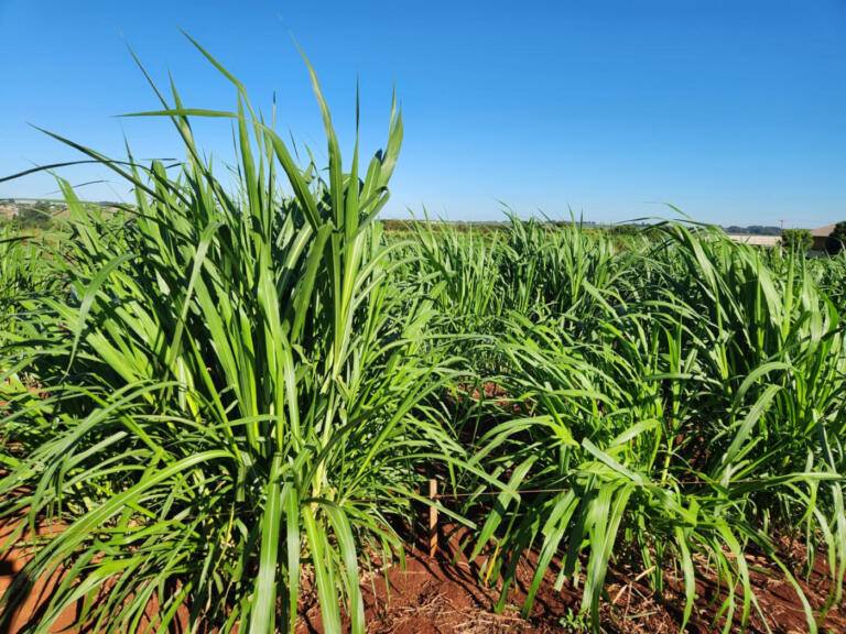 Capim capiaçú é uma boa alternativa?