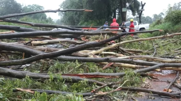 Árvore cai com temporal e mata homem em área rural do Paraná