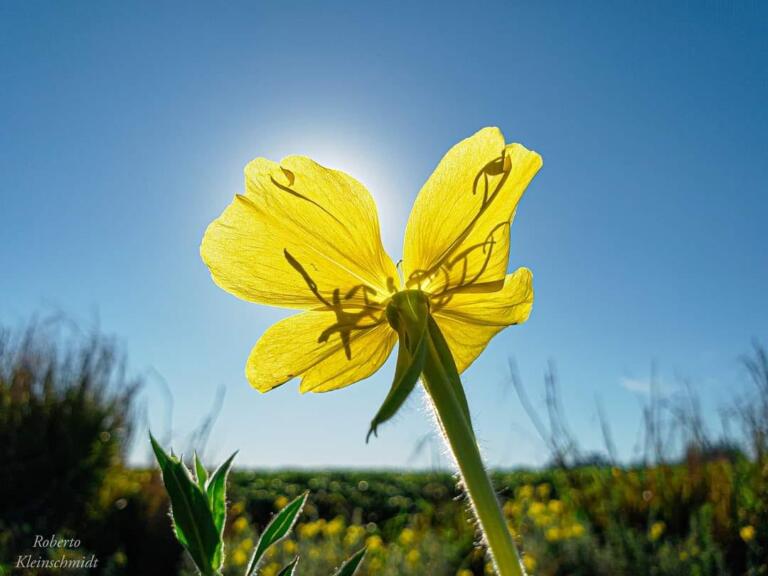 O que se escreve na alma