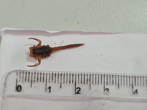 Vigilância Sanitária de Marechal Rondon orienta cidadãos sobre o perigo dos escorpiões