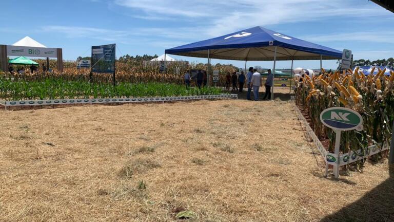Dia de Campo Copagril atrai centenas de visitantes em busca de conhecimento e tendências para o agronegócio