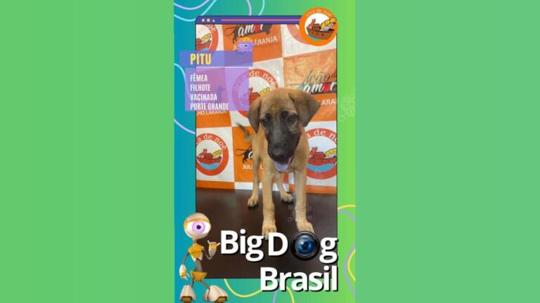 ONG Arca de Noé lança “Big Dog Brasil” e encanta com ensaio fotográfico