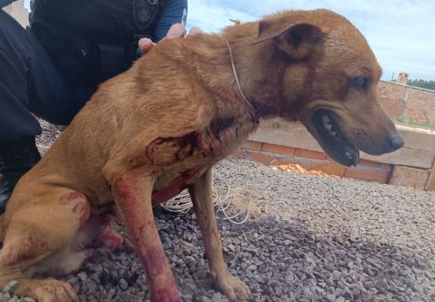 Homem é preso após esfaquear e tentar enterrar cachorro em Toledo