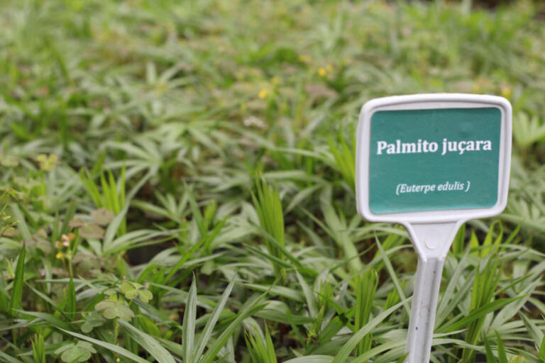 Aplicativo para solicitar mudas de plantas produzidas pelo IAT chega à App Store