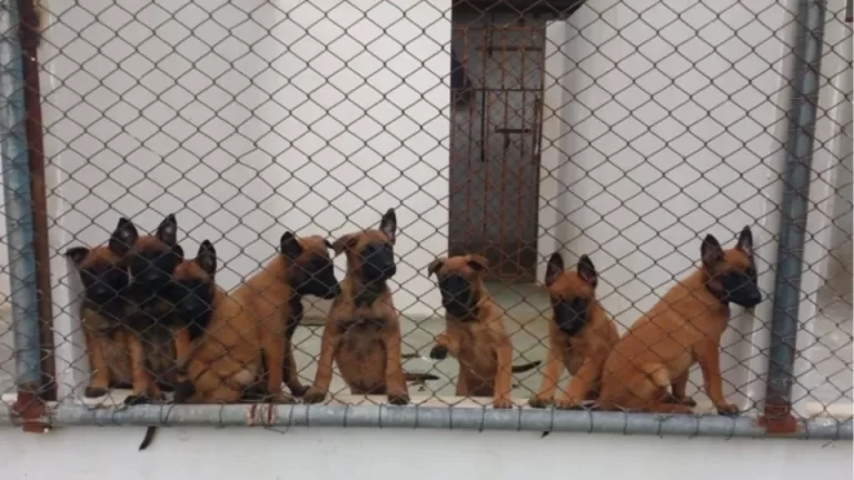 Como é a carreira de um cão policial na Polícia Penal do Paraná?