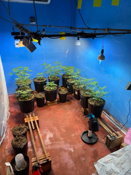 Casal é preso cultivando maconha em estufa dentro de casa em Guaíra