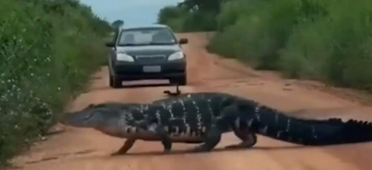 De parar o trânsito: jacaré de 4 metros impressiona motoristas em estrada