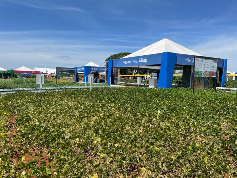 Lançamento de tecnologias da Embrapa no Show Rural será nesta quarta-feira