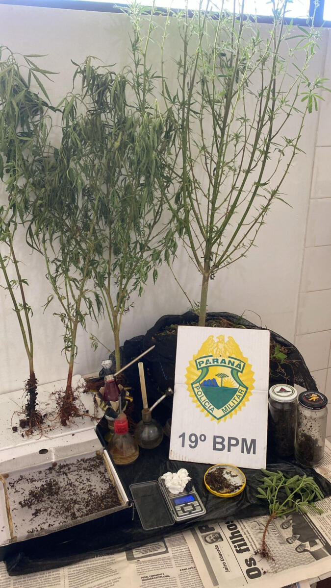 PM localiza plantação de cannabis em residência de Entre Rios do Oeste