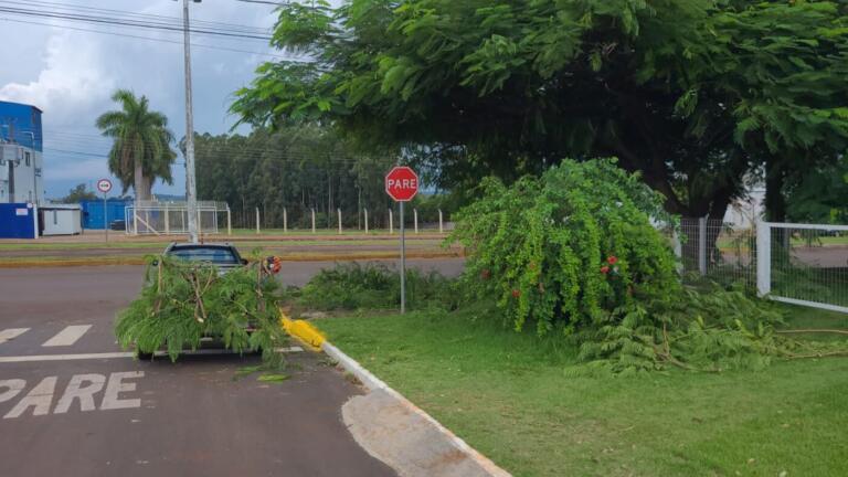 Realizada poda de galhos de árvores que interferem na sinalização de trânsito