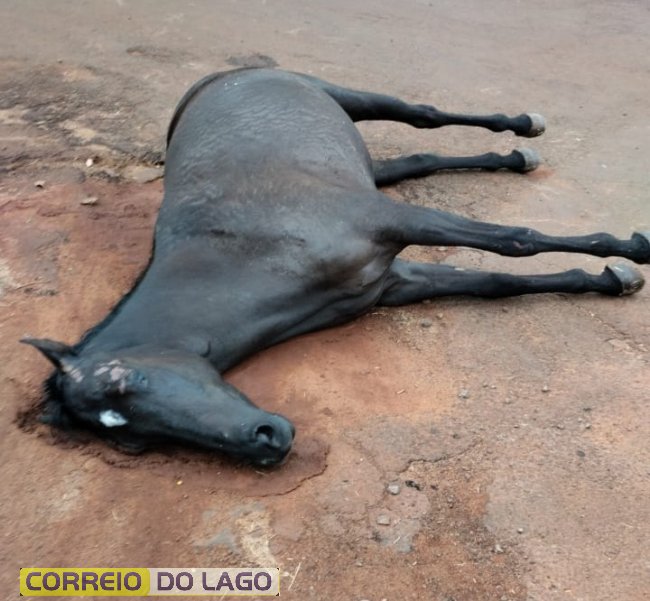 Cavalo morto é encontrado no meio da rua em Santa Helena