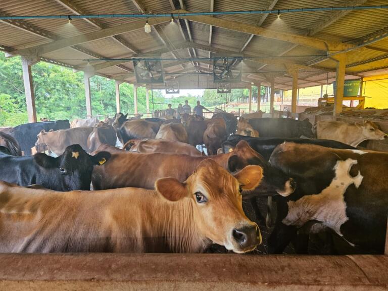 Bem-estar animal potencializa a produção de leite