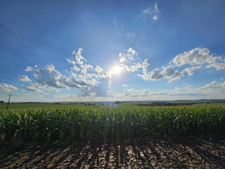 Falta de chuva pode afetar potencial das lavouras de milho na região de Marechal Rondon