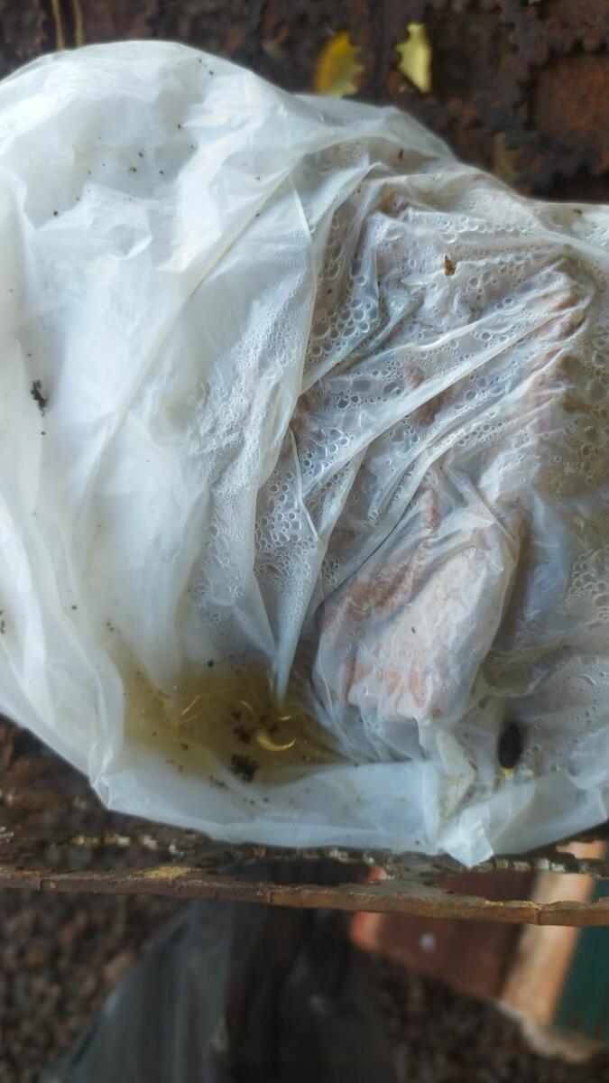 Casos prováveis de dengue já superam os de todo o ano de 2023