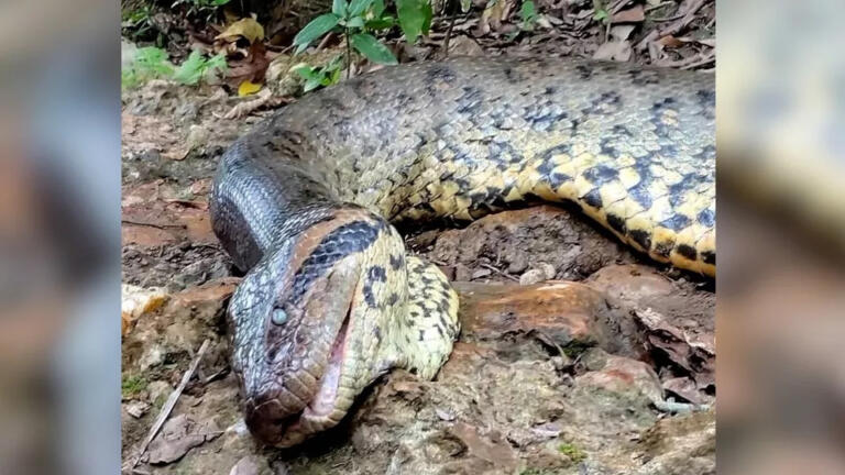Sucuri gigante é encontrada morta em Bonito e polícia ambiental abre investigação