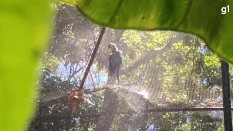 Com sensação térmica acima de 40ºC, ‘chuveiros’ refrescam araras e periquitos do Parque das Aves