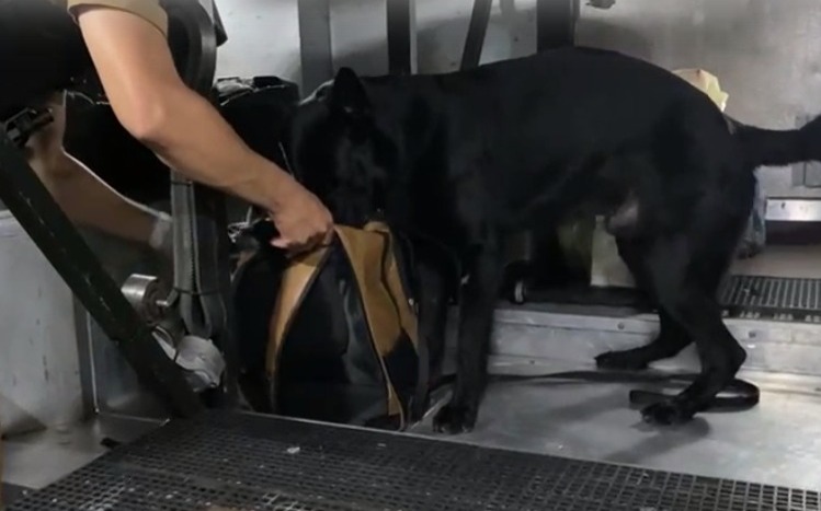 Com apoio do cão Black, BPRv apreende 66 tabletes de maconha