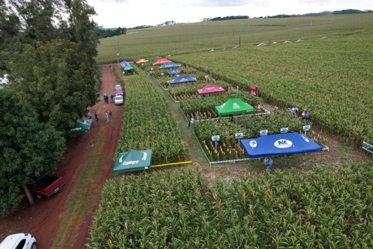 Copagril dá sequência neste sábado ao Dia de Campo Milho Safrinha