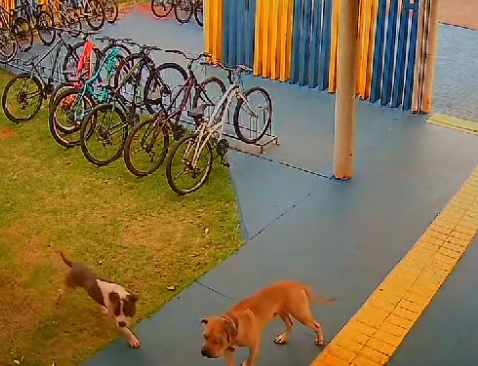 Animais soltos pelas ruas motiva alerta da Fiscalização de Posturas