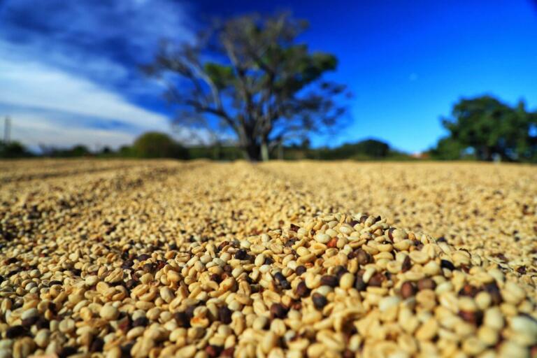 Paraná pode produzir até 750 mil sacas de café em 172 municípios em 2024, aponta boletim