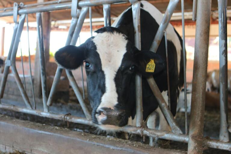 Protocolo aumenta eficiência de controle de carrapatos em gado leiteiro