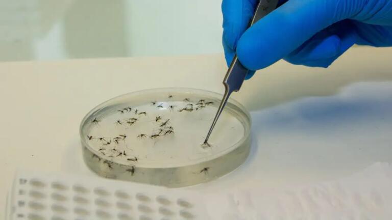 Ministério da Saúde emite alerta sobre febre oropouche