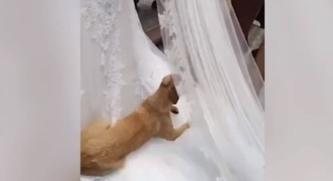 Cachorro “rouba cena” durante entrada de noiva em igreja do Paraná; veja vídeo
