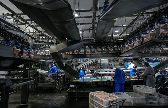Resultado da produção de frango no Paraná é reflexo de ações de inclusão social na avicultura
