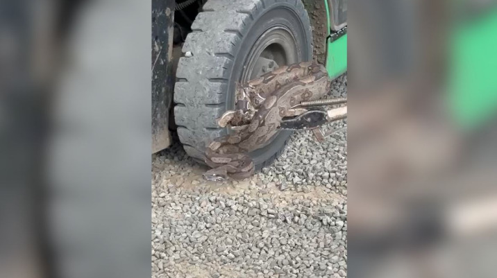 Jiboia é resgatada em caminhão no Paraná; veja vídeo