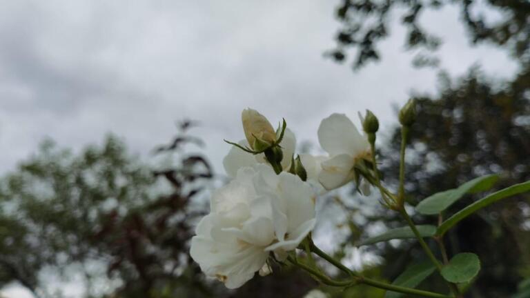 Simepar aponta chuva neste sábado e domingo para Marechal Rondon; veja a previsão