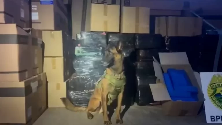 Caminhoneiro é preso com carregamento milionário de maconha na BR-277