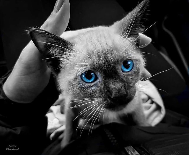 Corações preenchidos