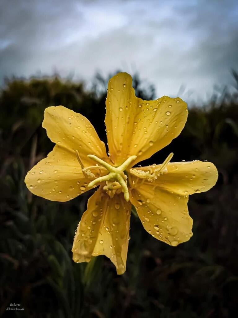 Viver, uma doce experiência!