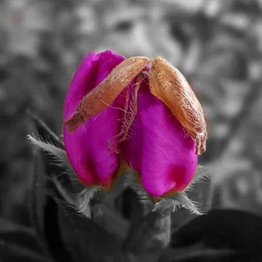 A felicidade adora se esconder