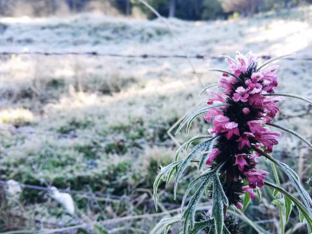 Cidades do Paraná registram geada e temperaturas negativas