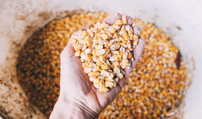 Quantidade adequada de sementes pode aumentar produtividade no campo