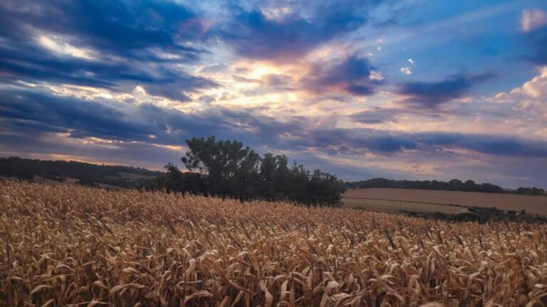 De dezembro a fevereiro de 2025: o que o produtor da soja deve esperar do tempo?