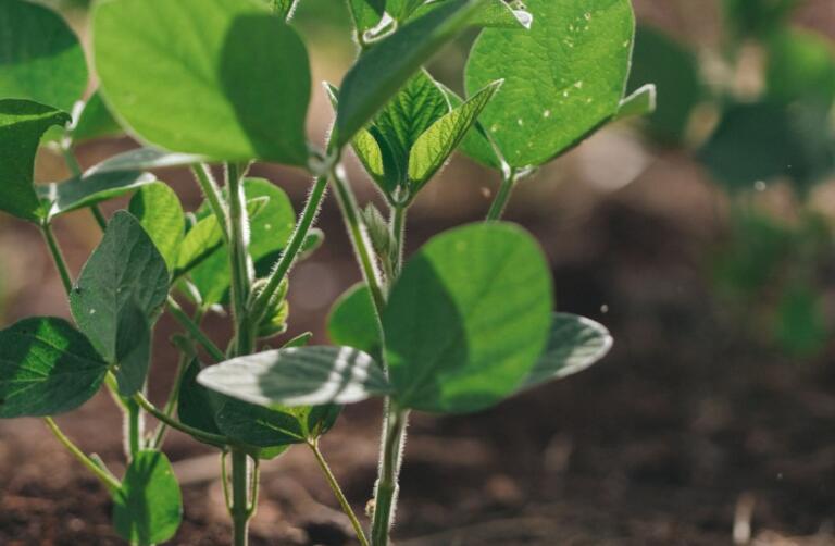 Copagril pavimenta caminho para revolução na agricultura