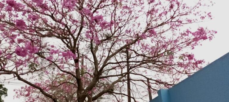 Florada das árvores no quadrante do Colégio Eron Domingues encanta rondonenses