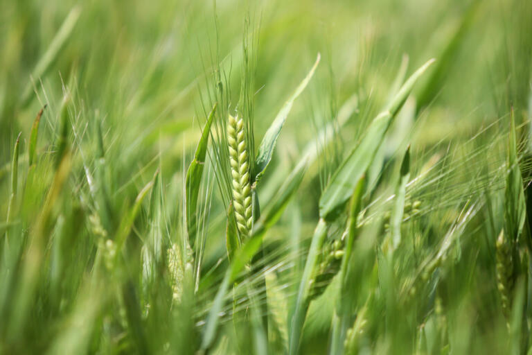 Com previsão de 334 mil toneladas, plantio de cevada avança no Paraná