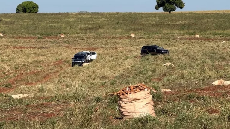 Trabalhadores em condições análogas à escravidão são resgatados em Pérola