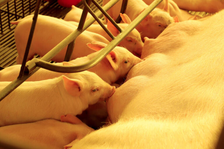 Boletim Agropecuário traz importação de pelos suínos e aumento dos produtos da pizza