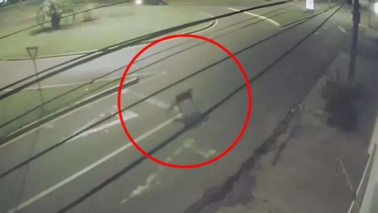 Onça na cidade? Animal é avistado em avenida de Toledo