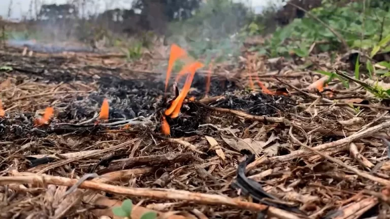 Incêndios em vegetação aumentam no Paraná em 2024