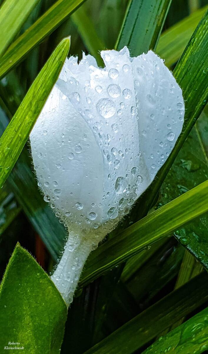 Milagre é um olhar silencioso